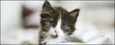 Disons que tu acceptes. Pendant que vous explorez, que ressens-tu ?