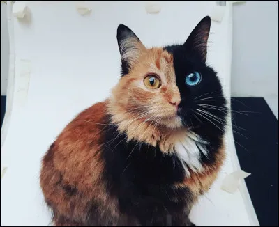 Ta sœur et toi devenez apprentis. Quelle est ta réaction ?