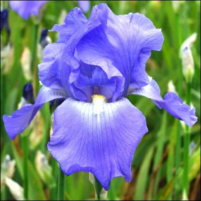 Quelle fleur au nom mythologique poss&egrave;de une esp&egrave;ce dite germanique car elle &eacute;tait l�embl&egrave;me de nombreux seigneurs du Saint Empire romain germanique ?