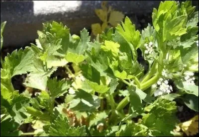 Quelle lettre doit-on changer à hotte pour pouvoir marcher avec ?