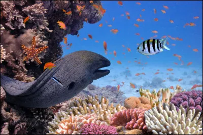 Quel animal marin est le plus venimeux ?