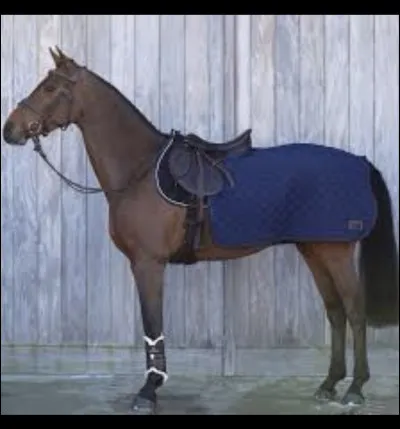 Que porte le cheval sur ses reins ?