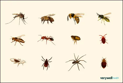 Quel est le cheval qui porte un masque anti mouches ?