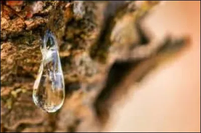 Utilisé depuis l'Antiquité dans les domaines de la santé, de l'alimentation et de la cosmétique. Quelle est cette résine d'arbre entièrement naturelle qui ne pousse que sur l'île de Chios possèdant de nombreuses vertus ?