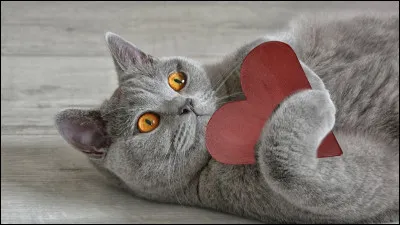 Comment appelle-t-on la femelle ?