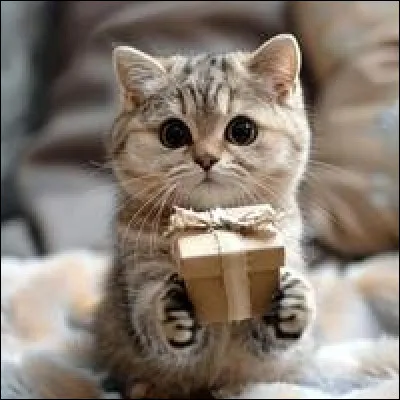 Et comment appelle-t-on le petit chat ?