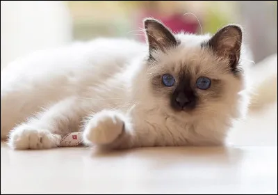 Combien de temps vivent-ils en moyenne ?