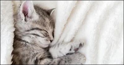Combien de temps dort un chat ?