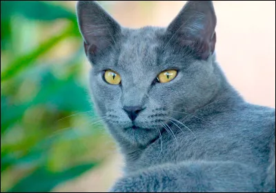 Au Moyen Âge, le chat symbolisait...