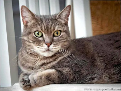 Que symbolise le chat en Asie ?