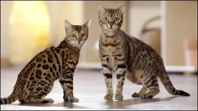 Quelle est la race de ce chat ?