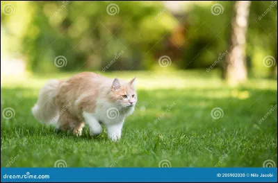 Tu décides daller dans la cour pour chercher à manger vu que tu as faim. Que vas-tu manger ?