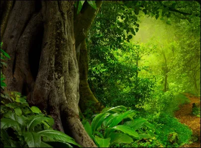 Après que tu as mangé, tu entends un miaulement dans la forêt. Que fais-tu ?