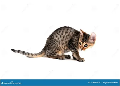 Tu vas vers le bruit, curieux. Que découvres-tu ?