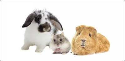 À la maison, tu as (Suite)