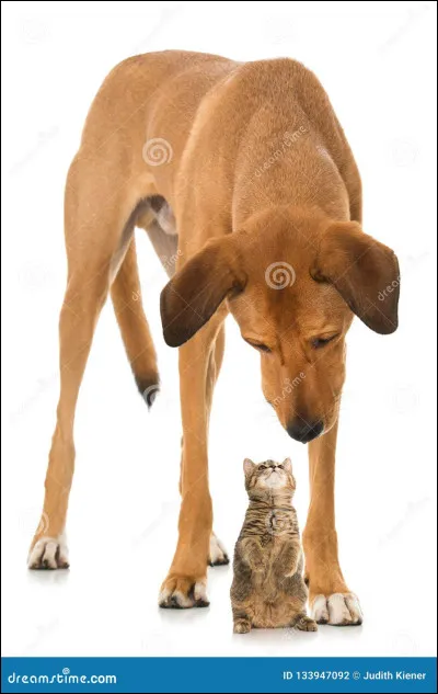 Est-ce que tu préfères un grand ou un petit animal ?