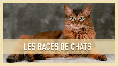 Quelle race de chats préfères-tu ?