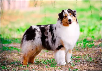 Quelle race de chiens préfères-tu ?