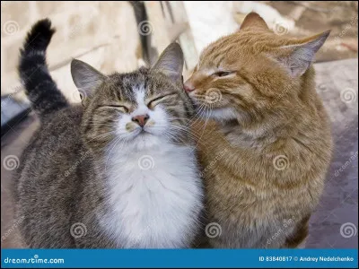 Dans LGDC, qui serait ta compagne ?