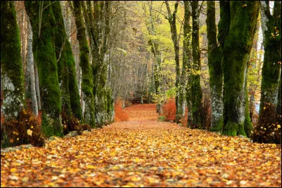 Qu'est-ce que tu préfères en automne ?