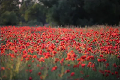 Qu'est-ce que tu préfères au printemps ?