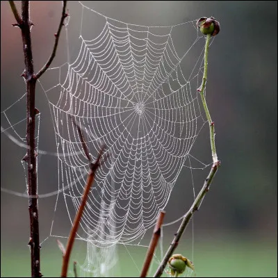 À quoi sert la toile d'araignée ?