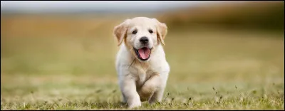 Combien de dents possède un chien adulte ?