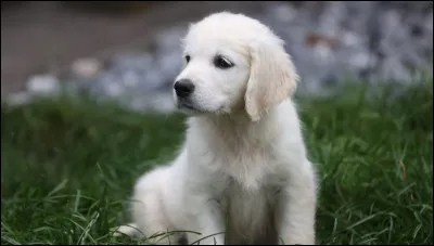 Combien de temps dort environ un chien, dans une journée ?