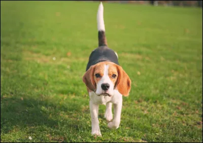 Complète l'expression : avoir un ... de chien battu.