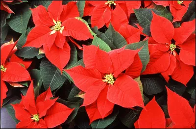 Comment appelle-t-on communément le poinsettia, une plante aux fleurs en forme d'étoiles ?