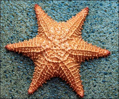 Qu'est-ce qu'une étoile de mer ?