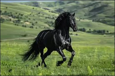 Combien de races de chevaux existent environ ?