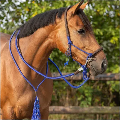 Vrai ou faux ? Les chevaux peuvent régénérer leurs dents perdues.