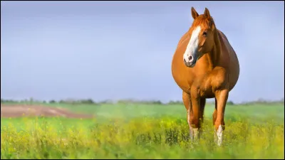 Complète l'expression : avoir une ... de cheval.