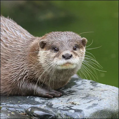 À qui appartient ce Patronus ?