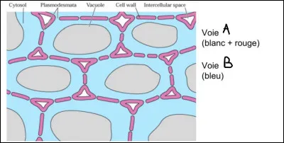 Complétez le schéma suivant :