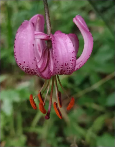 Quelle est cette fleur ?