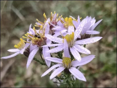 Quelle est cette fleur ?