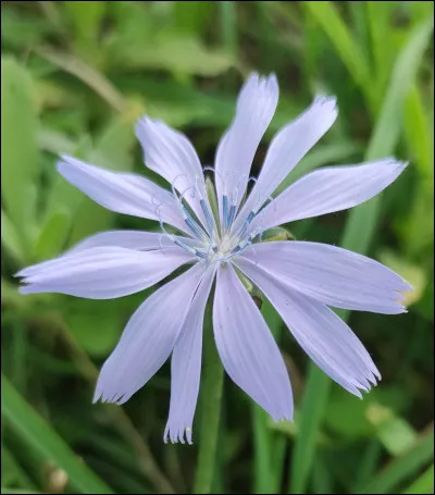 Quelle est cette fleur ?