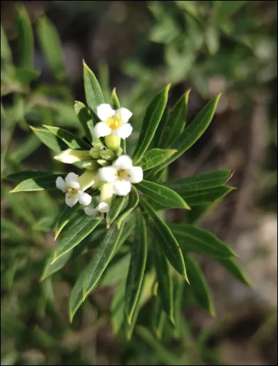 Quelle est cette fleur ?
