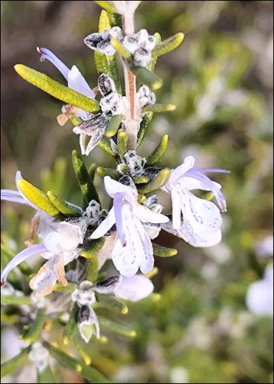 Quelle est cette fleur ?