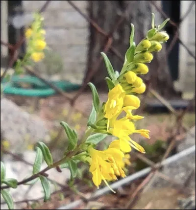 Quelle est cette fleur ?