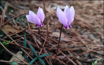 Quelle est cette fleur ?