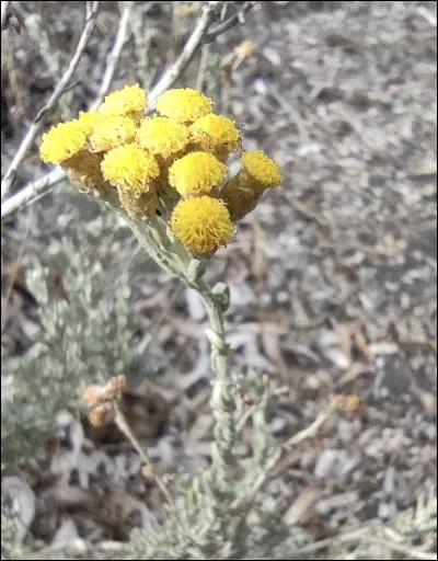 Quelle est cette fleur ?