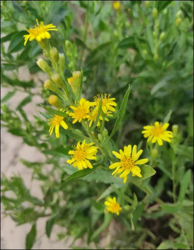 Quelle est cette fleur ?