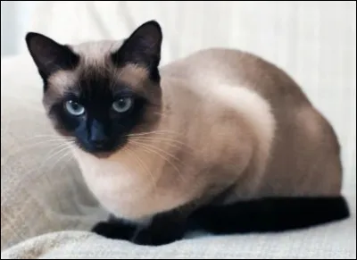 Quelle est la race de ce chat ?