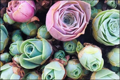 Et enfin : quelle est ta couleur préférée ?