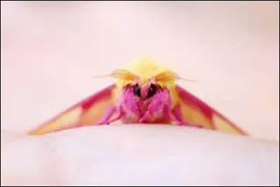 Quel est le nom de ce papillon ?