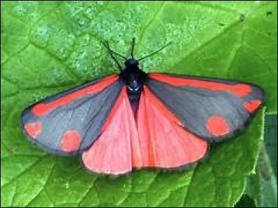 Est-ce qu'un papillon peut être dangereux ?