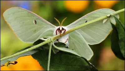 Quel est le nom scientifique de ce papillon ?